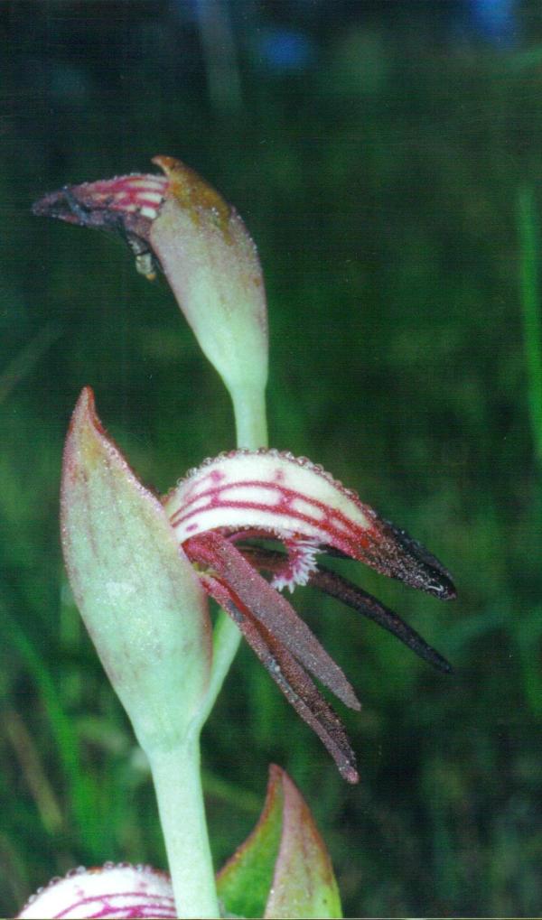 Pyrorchis nigricans